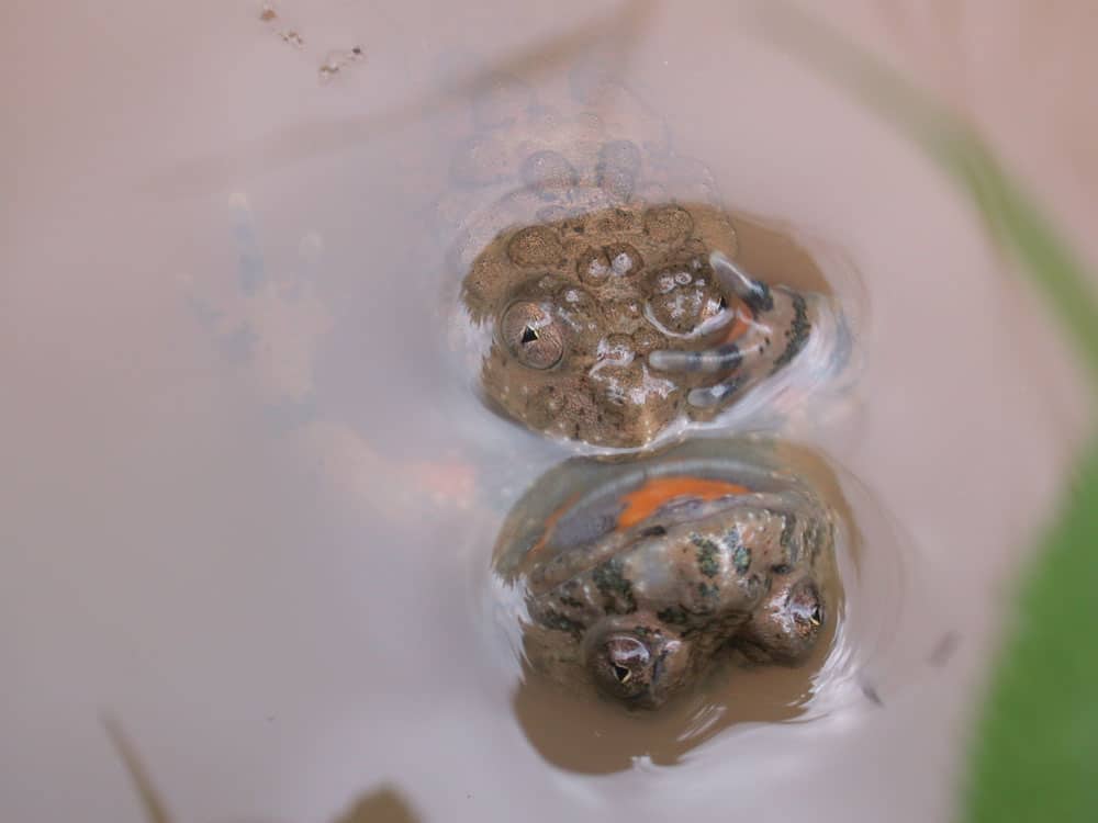fire bellied toad