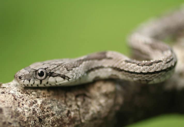 Gray Rat Snake Care Sheet Gray Rat Snake Care Sheet