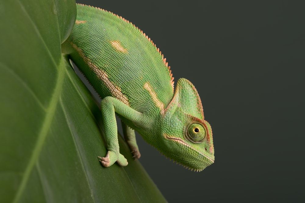 How To Breed Veiled Chameleons