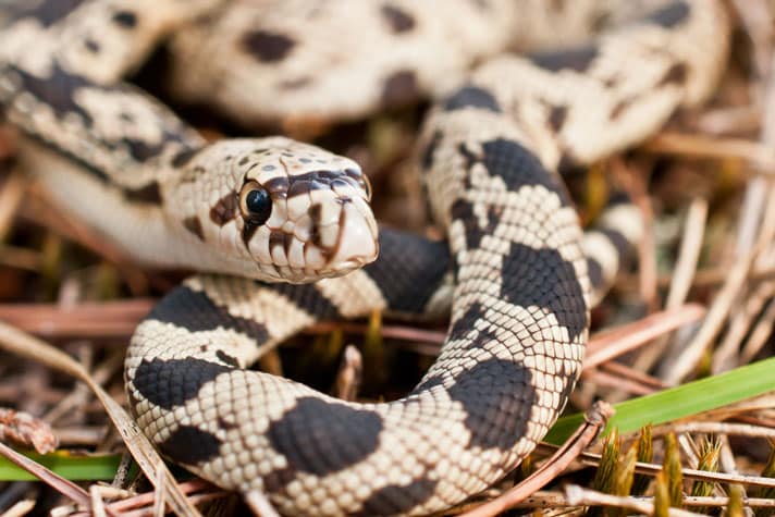 Pine Snake Care Sheet Pine Snake Care Sheet