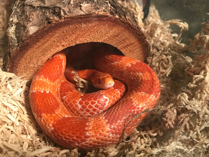 Corn Snake Care Sheet